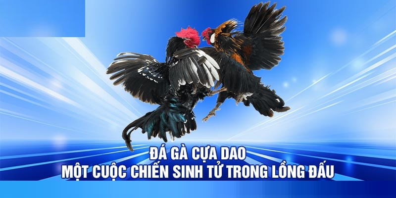 Đá Gà Cựa Dao